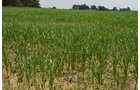 Property photo 26 - 51.5 Acres Offered in 5 tracts, 2 Farm Sites